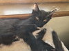 Onyx - Photo 2