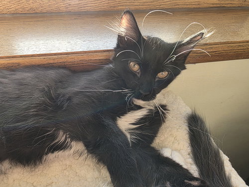ONYX - Domestic Medium Hair available for adoption