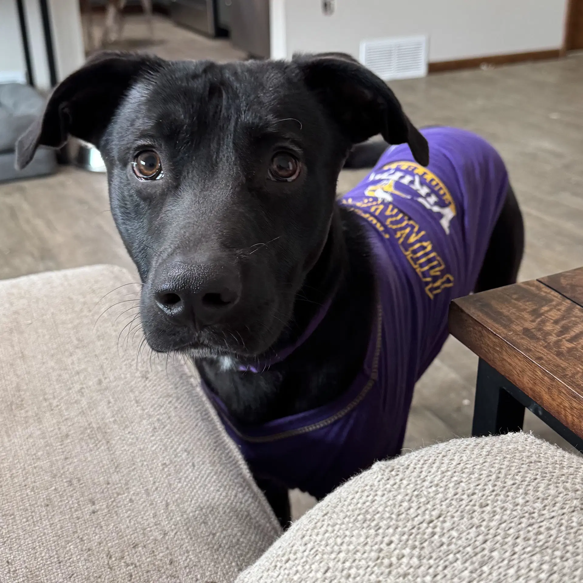 Knox - Labrador Retriever