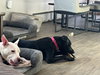 Knox - Photo 5