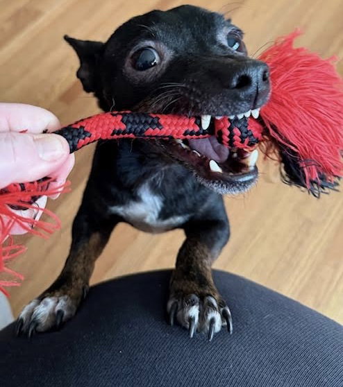 NORMAN - Chihuahua / Miniature Pinscher available for adoption