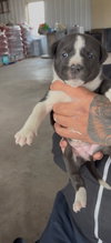 Puppy Pebbles - Photo 8