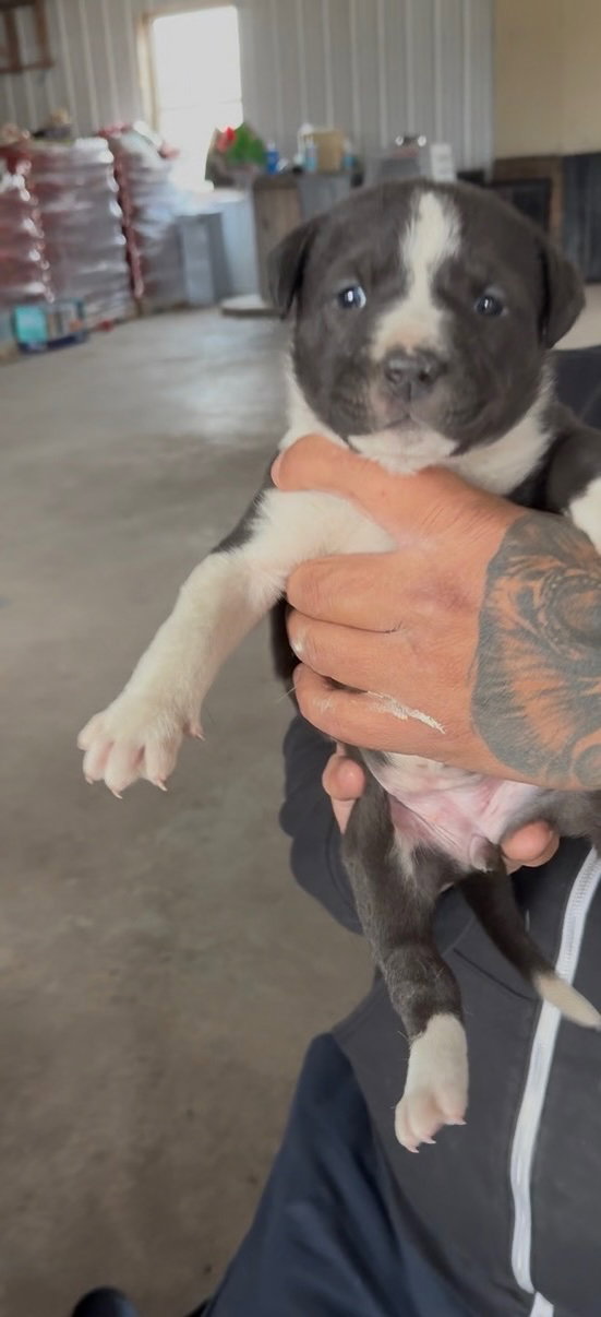 Puppy Pebbles