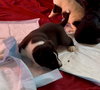 Puppy Pebbles - Photo 7