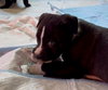 Puppy Pebbles - Photo 6