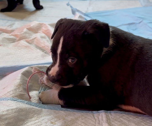 Puppy Pebbles photo 6