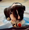 Puppy Pebbles - Photo 5