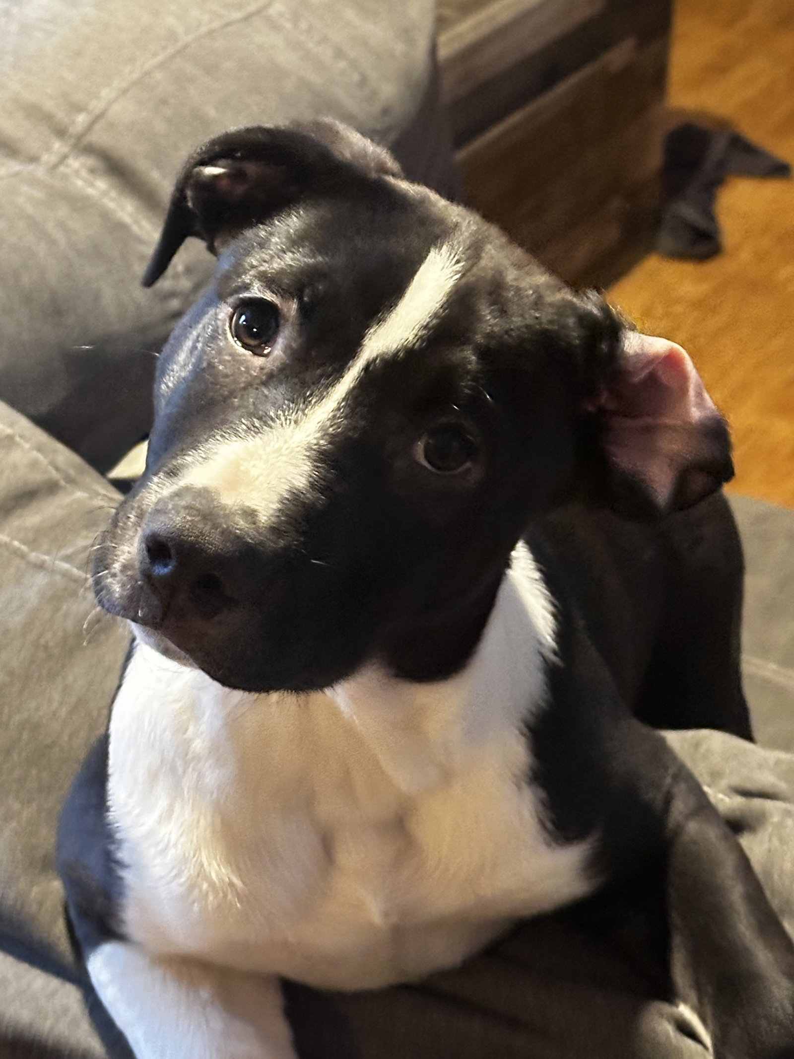 Puppy Pebbles Image