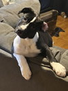 Puppy Pebbles - Photo 3