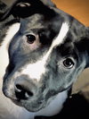 Puppy Pebbles - Photo 4