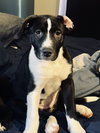 Puppy Pebbles - Photo 2
