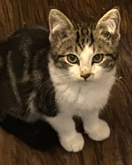 JIM - Tabby / Domestic Short Hair available for adoption