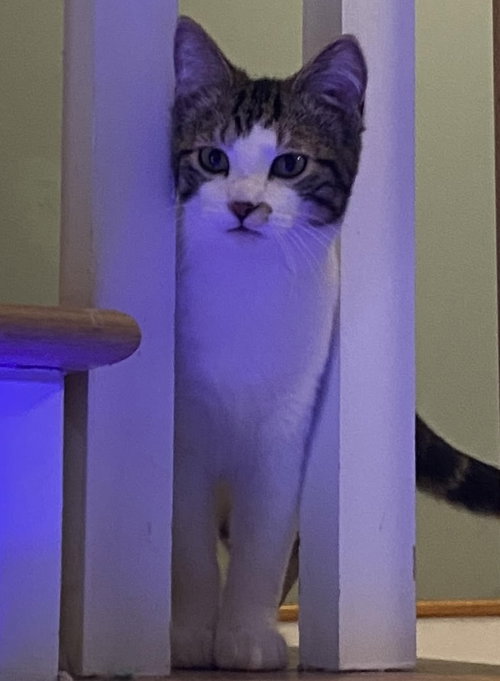 JIM - Tabby / Domestic Short Hair available for adoption