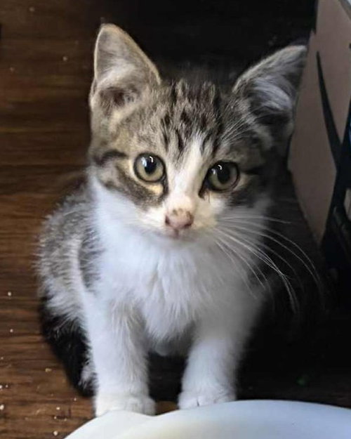 JONNY - Tabby / Domestic Short Hair available for adoption
