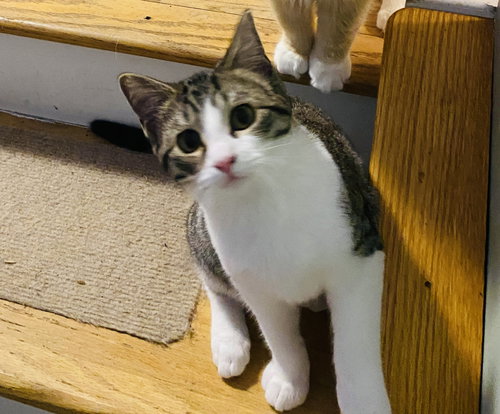 JONNY - Tabby / Domestic Short Hair available for adoption