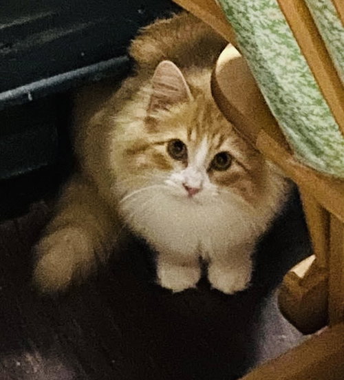 JUDE - Tabby / Domestic Long Hair available for adoption