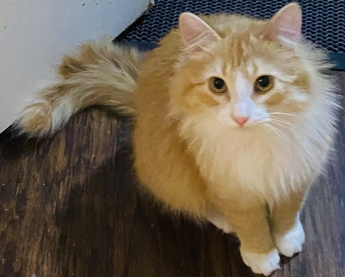 JUDE - Tabby / Domestic Long Hair available for adoption