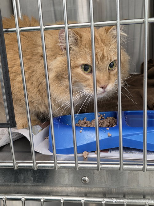 CLETUS - Domestic Long Hair available for adoption
