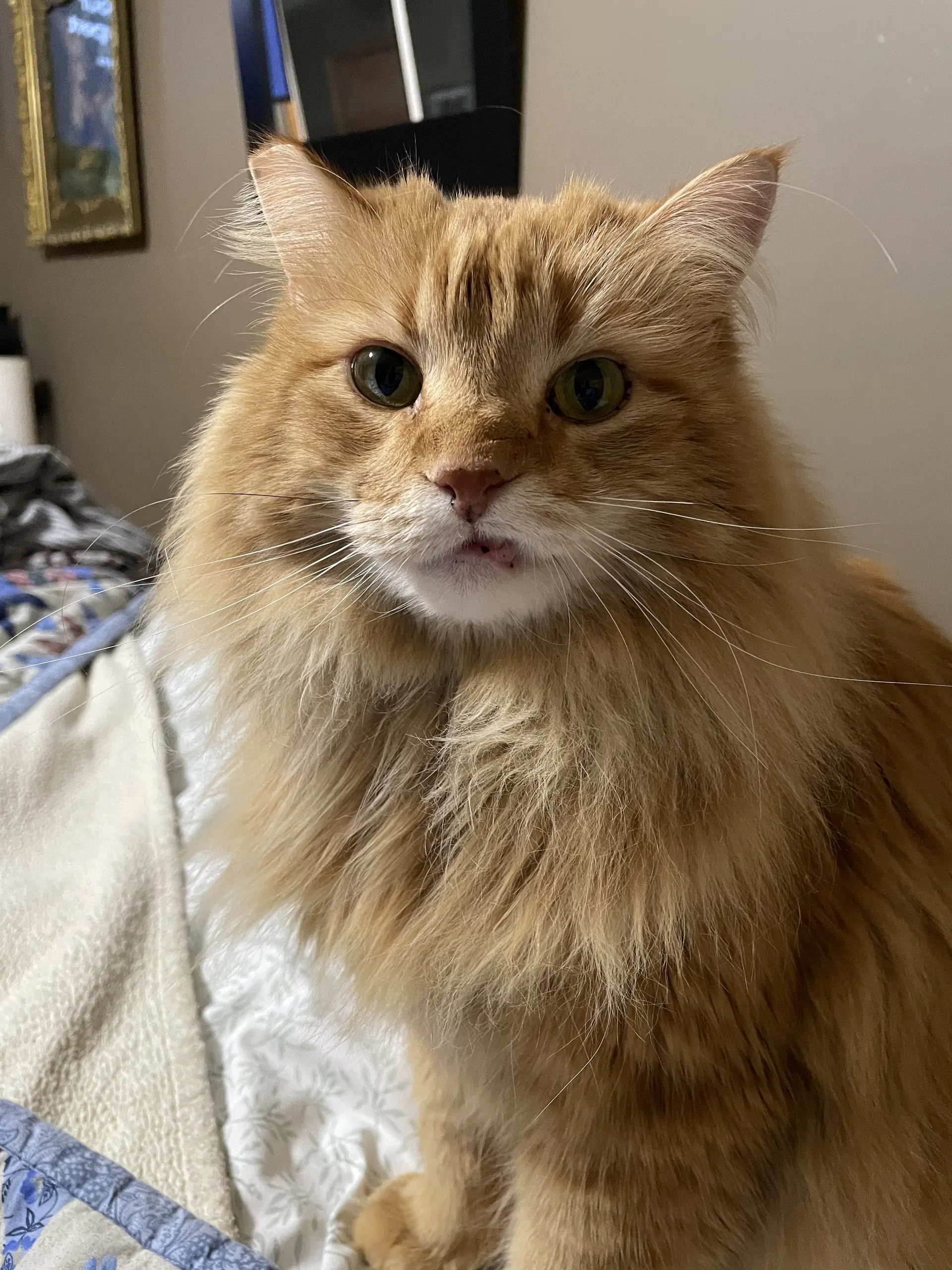 Cletus - Domestic Long Hair