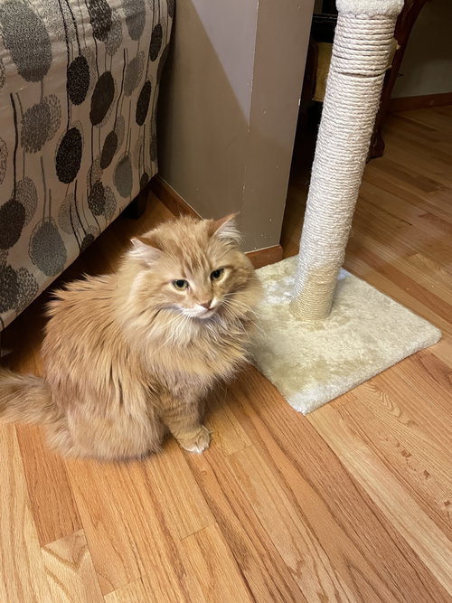 CLETUS - Domestic Long Hair available for adoption
