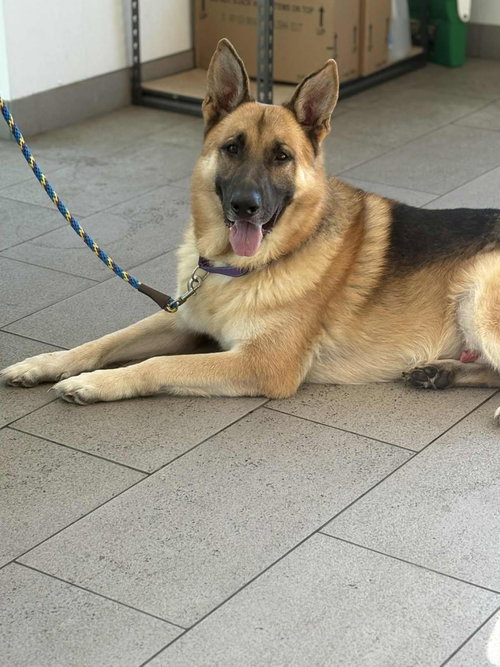 ALAN - German Shepherd Dog / Shepherd available for adoption