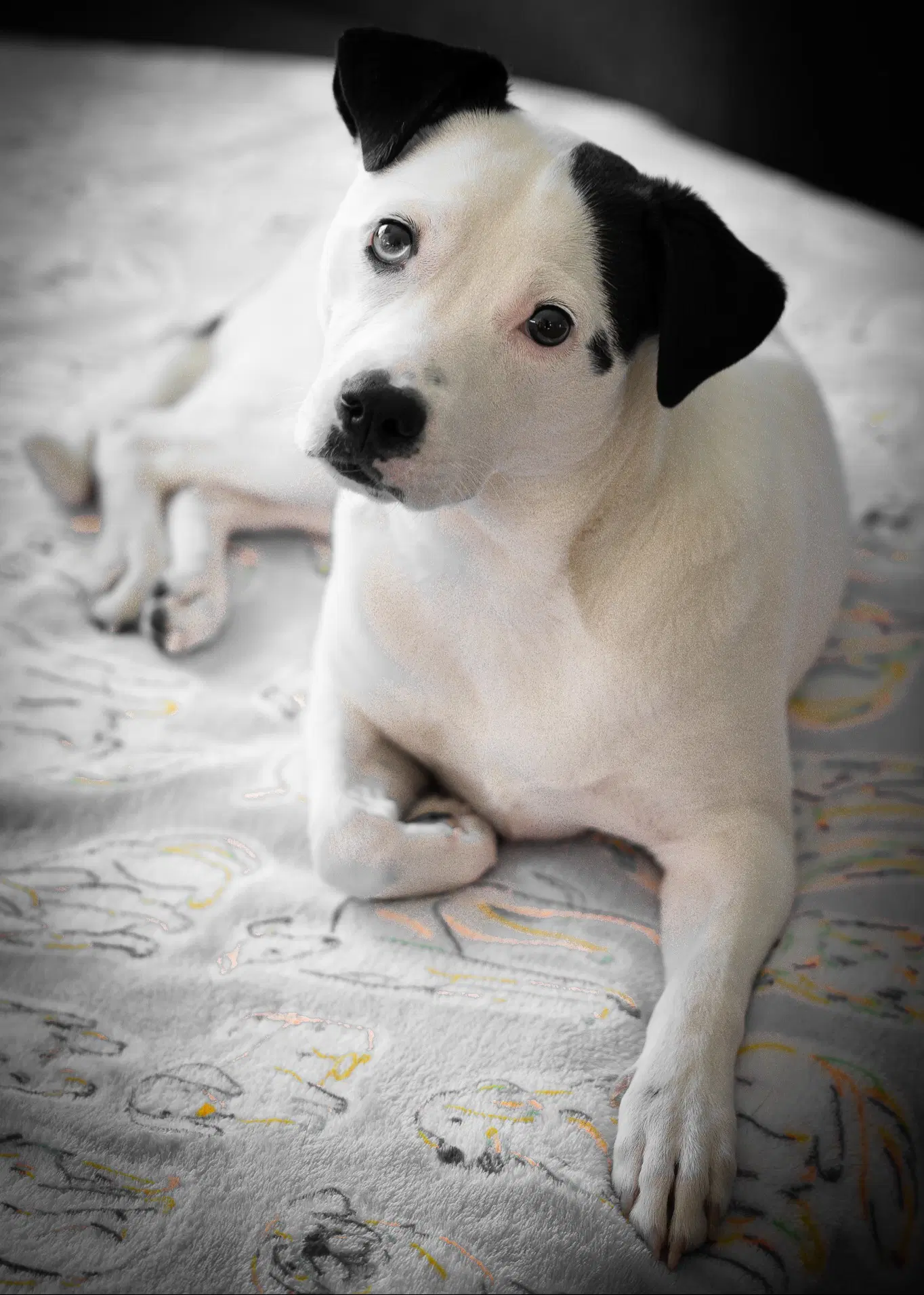 Caliente - Terrier