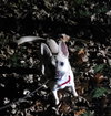 Gravy - Photo 11