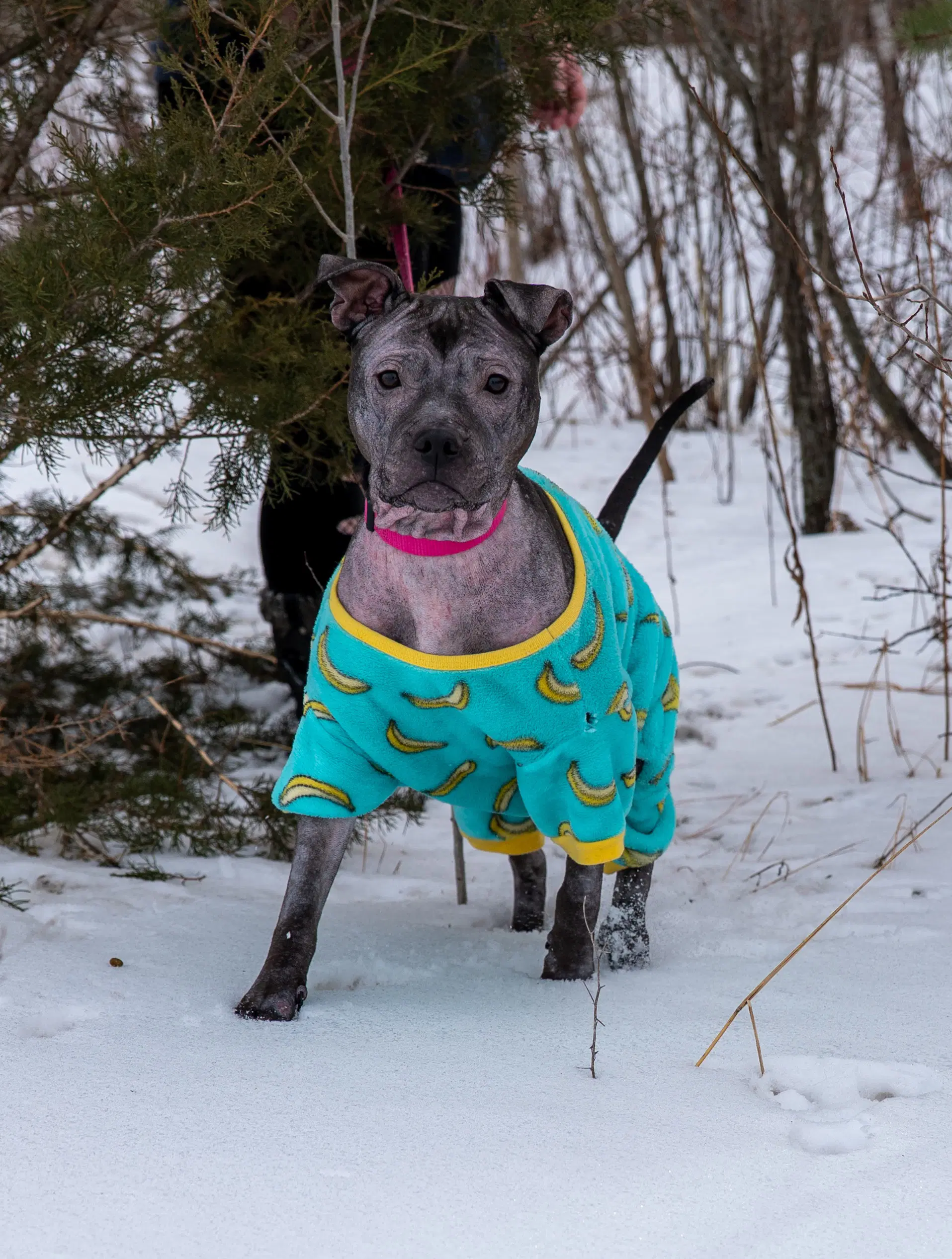 Isekai - Staffordshire Bull Terrier