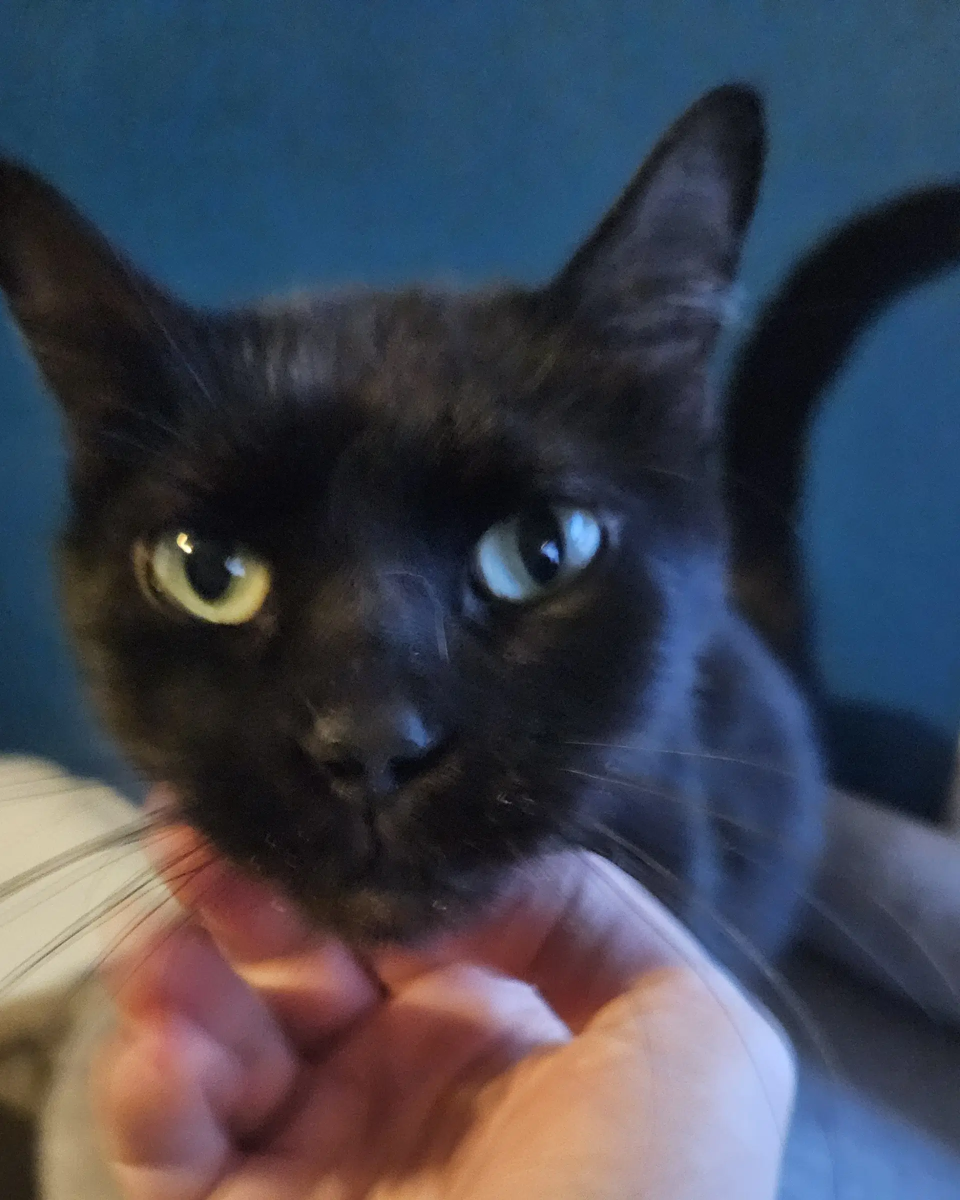 Gus - Domestic Short Hair