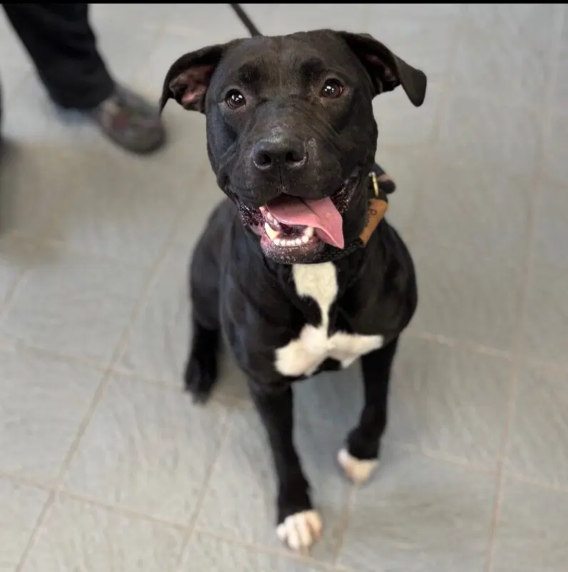 Kallie - Labrador Retriever
