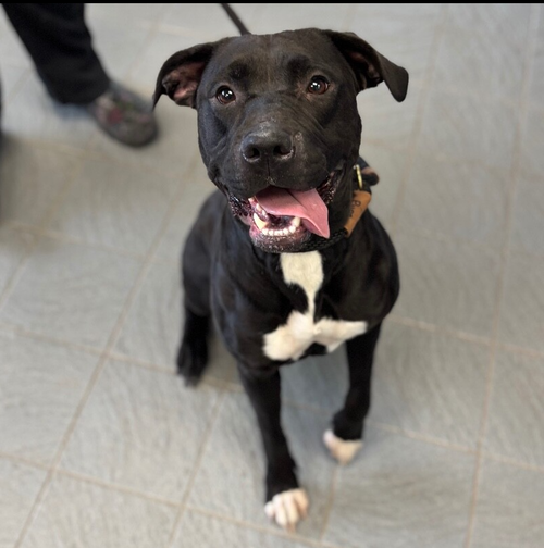 KALLIE - Labrador Retriever / Pit Bull Terrier available for adoption