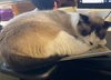 Kit - Photo 6