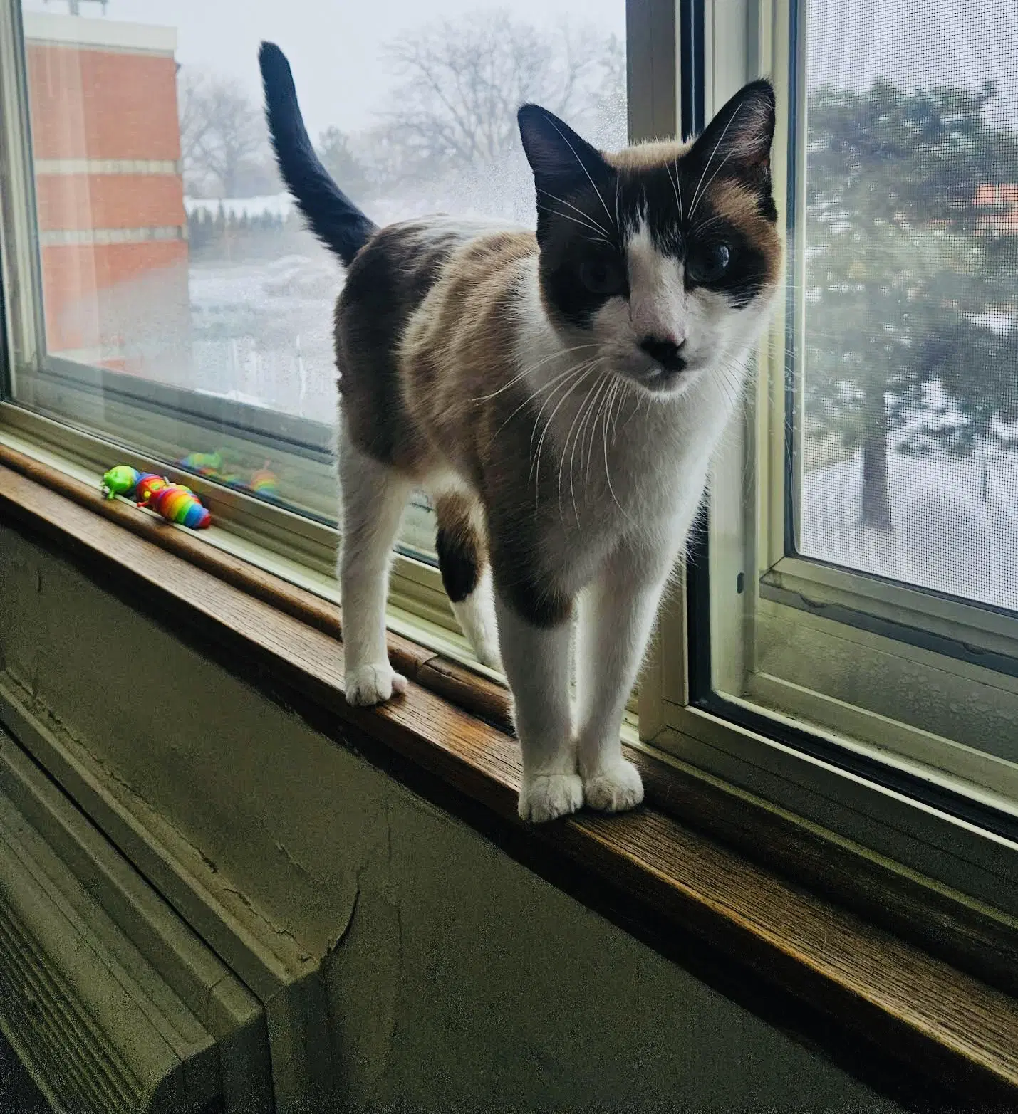 Kit - Snowshoe
