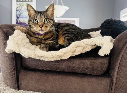 DONNA - Domestic Short Hair available for adoption
