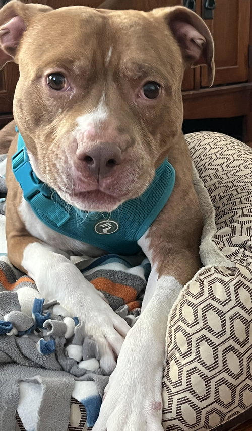 COCO ROSS - Pit Bull Terrier / Staffordshire Bull Terrier available for adoption