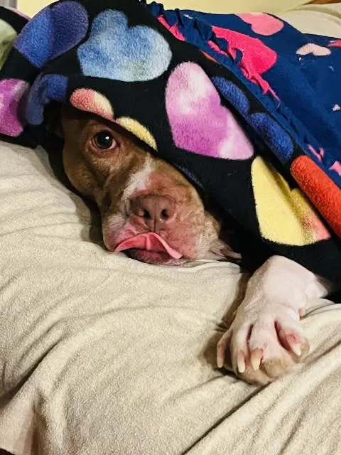 Coco Ross - Pit Bull Terrier