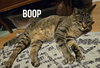 Boop - Photo 5