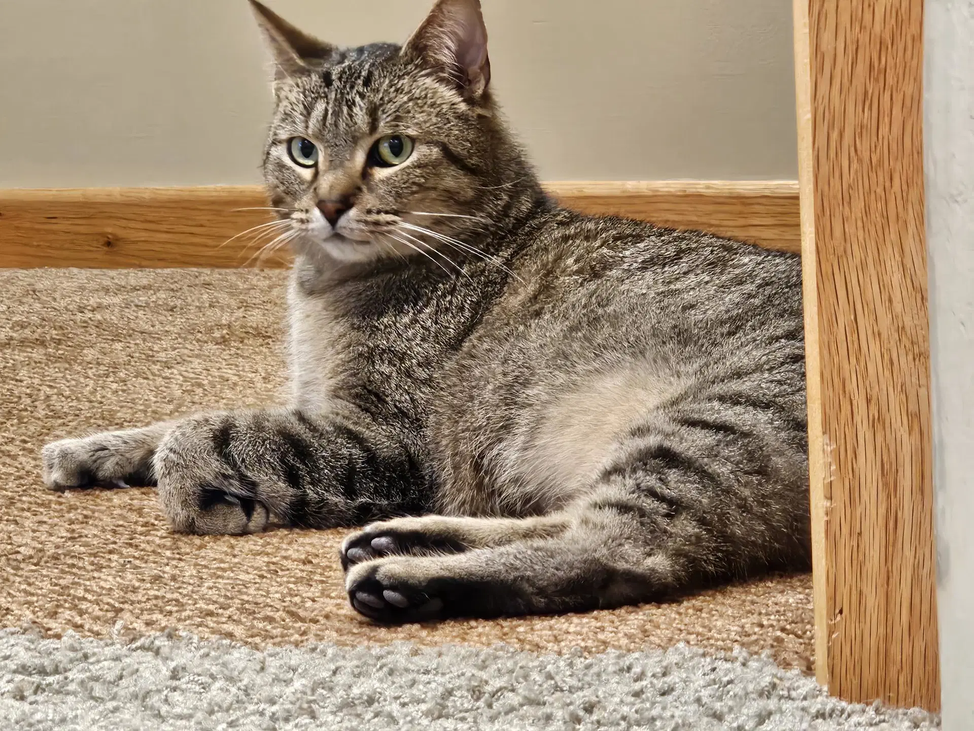 Boop - Tabby