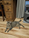 Boop - Photo 6