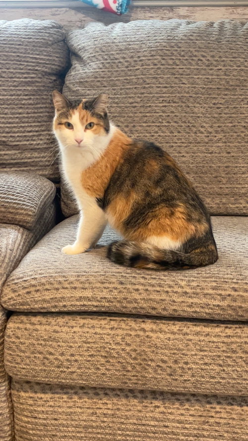 MISSGRAY - Calico available for adoption