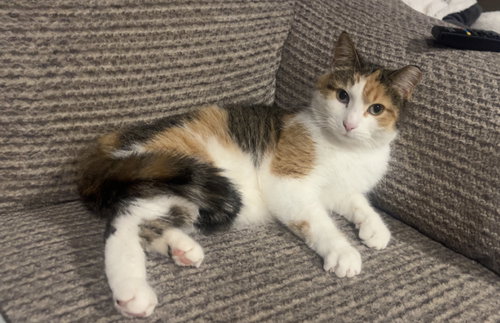 MISSGRAY - Calico available for adoption
