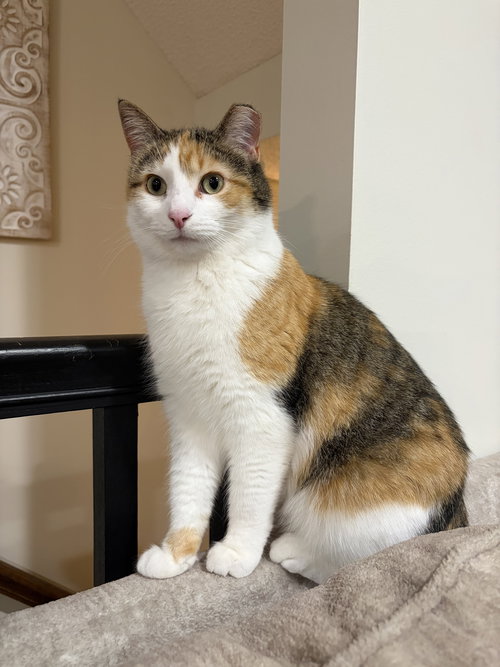 MISSGRAY - Calico available for adoption