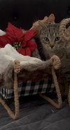 Hazel - Photo 5