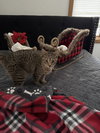 Hazel - Photo 8