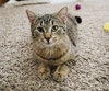 Hazel - Photo 2