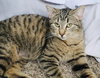 Hazel - Photo 4