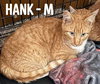 Hank - Photo 5
