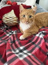 Hank - Photo 4
