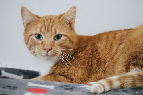HANK - Tabby / Domestic Short Hair available for adoption