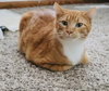 Hank - Photo 2
